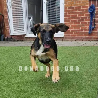 dog pic