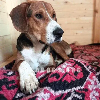 dog pic