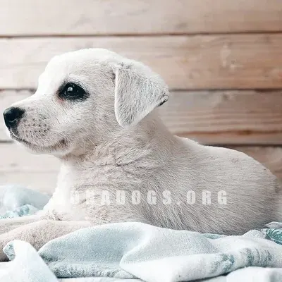 dog pic