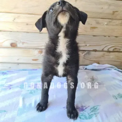 dog pic