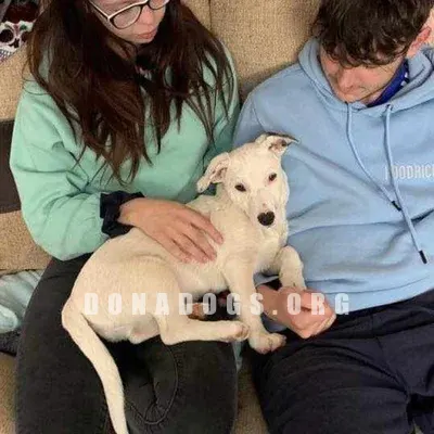 dog pic
