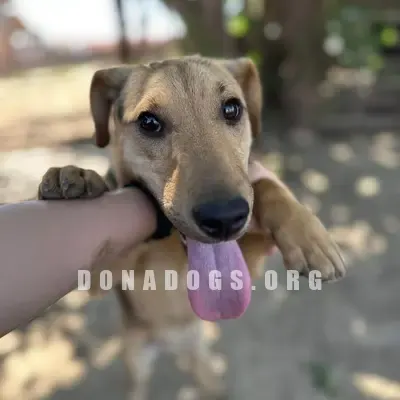 dog pic