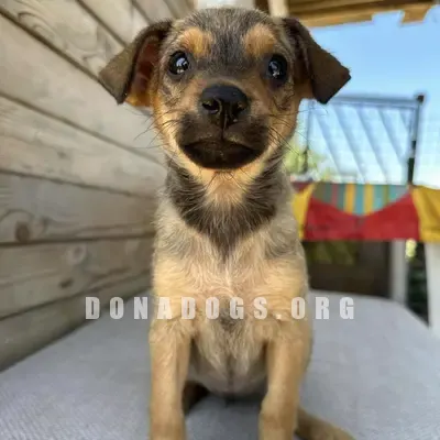 dog pic