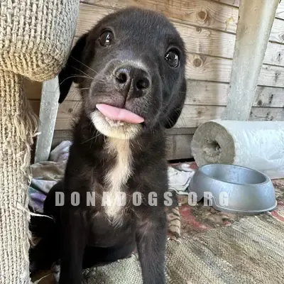 dog pic