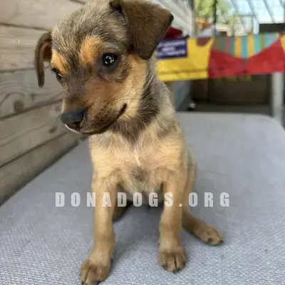 dog pic