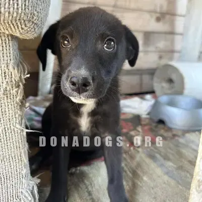 dog pic