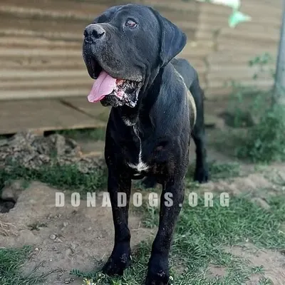 dog pic
