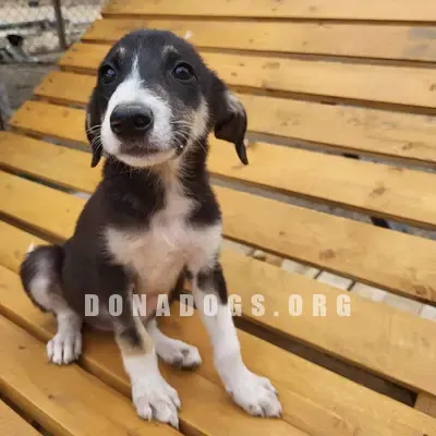 dog pic