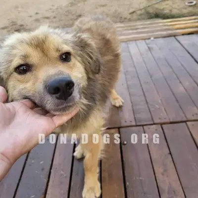 dog pic