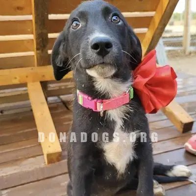 dog pic