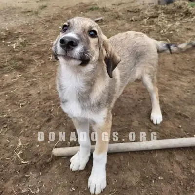 dog pic