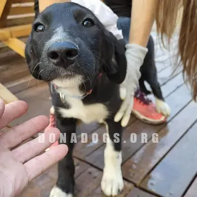 dog pic