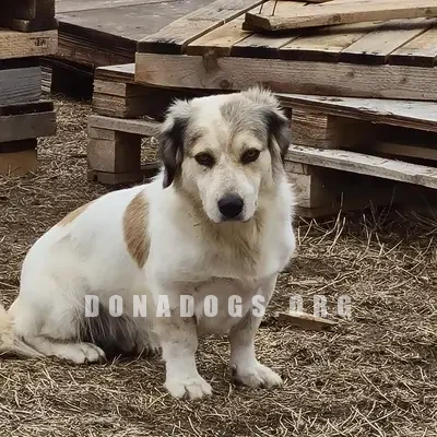 dog pic