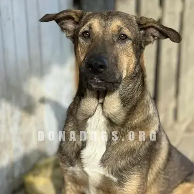 dog pic