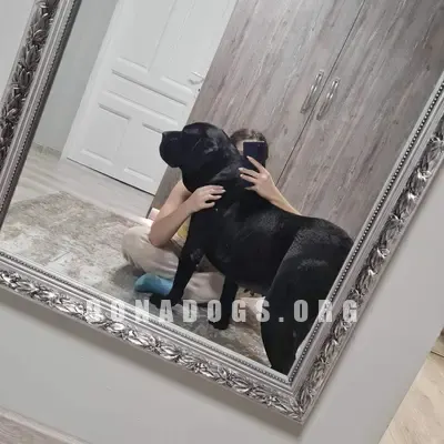 dog pic
