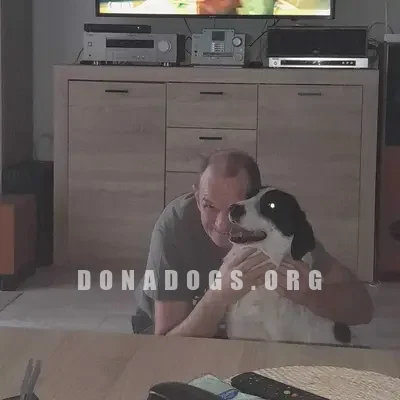 dog pic