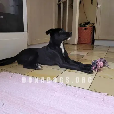 dog pic