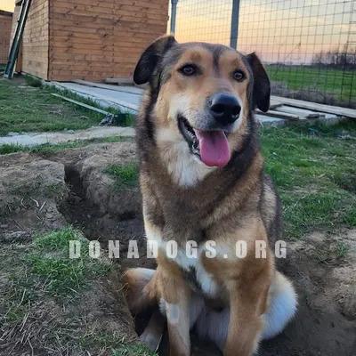 dog pic
