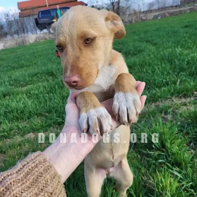 dog pic