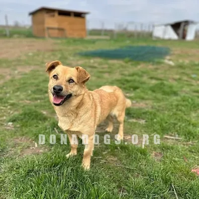 dog pic
