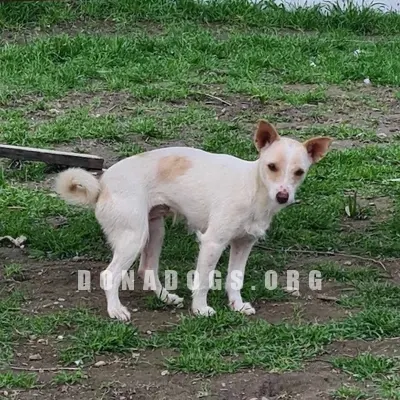 dog pic