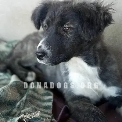 dog pic