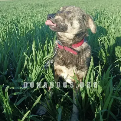 dog pic