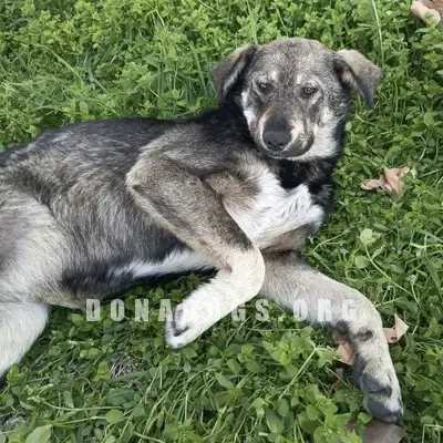 dog pic