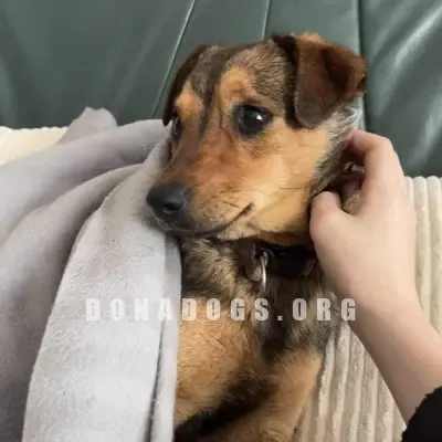 dog pic