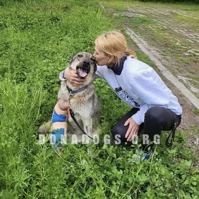 dog pic