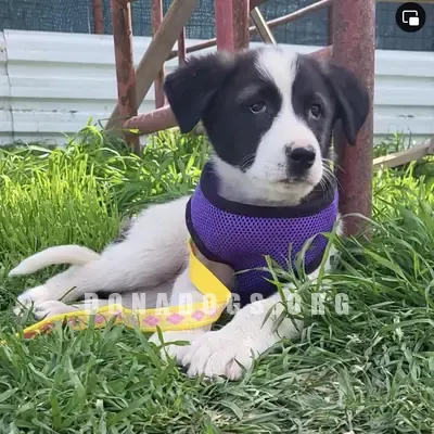 dog pic