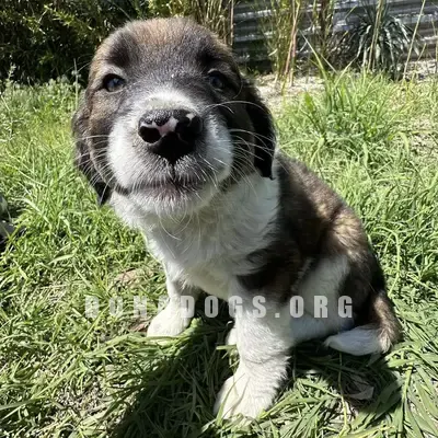 dog pic