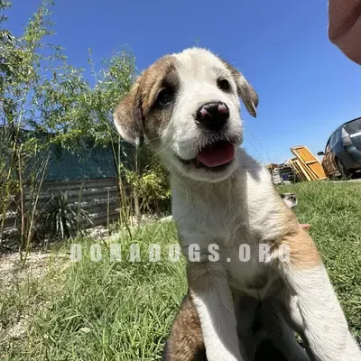 dog pic
