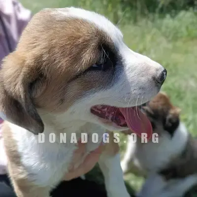 dog pic