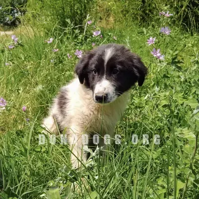 dog pic
