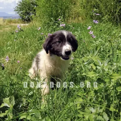 dog pic