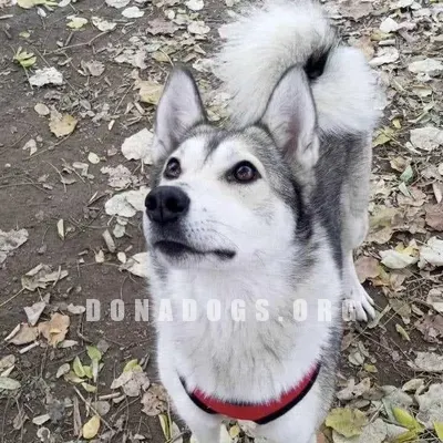 dog pic