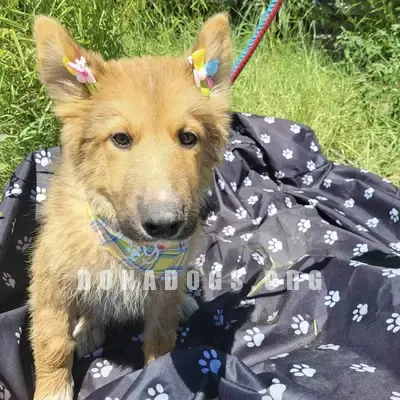 dog pic