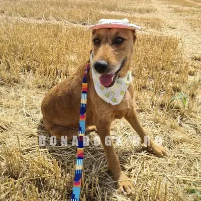 dog pic