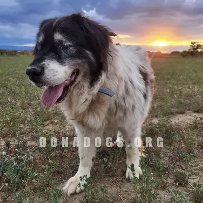 dog pic