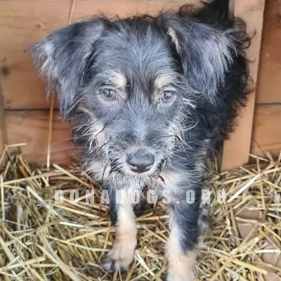dog pic