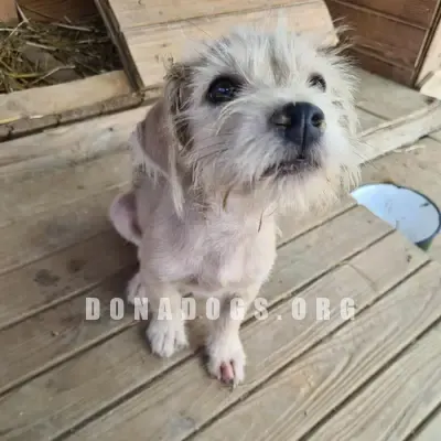 dog pic