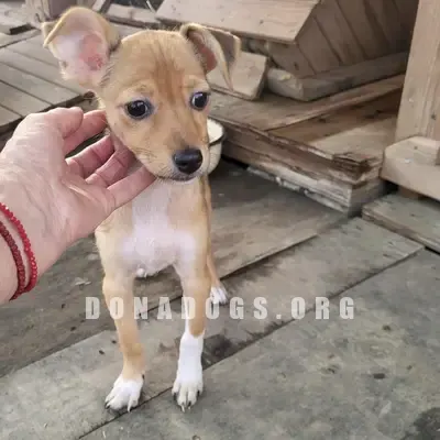 dog pic