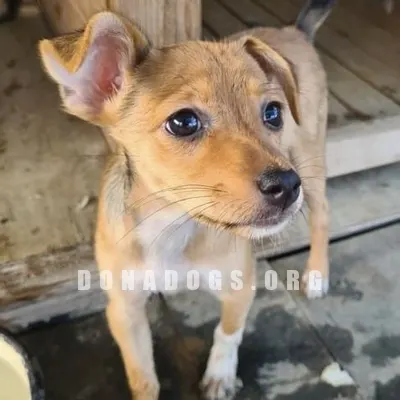 dog pic