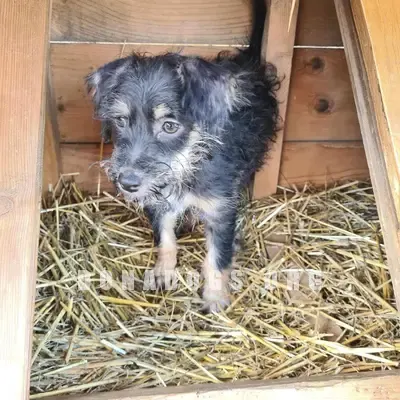 dog pic