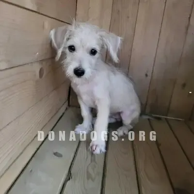 dog pic