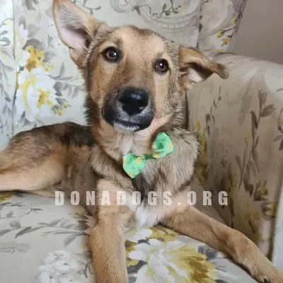 dog pic