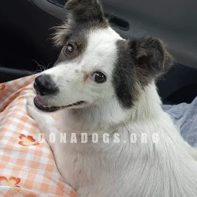 dog pic