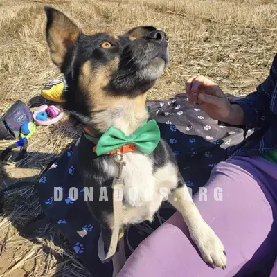 dog pic