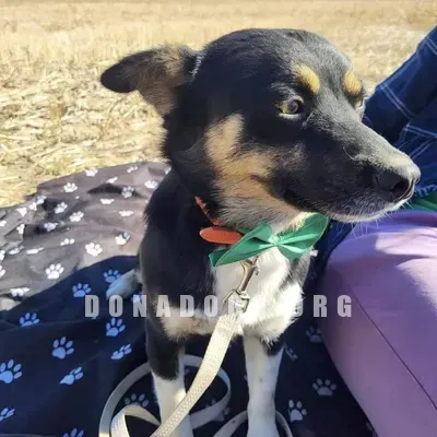 dog pic